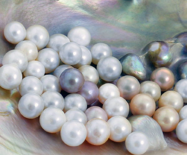 珍珠的种类